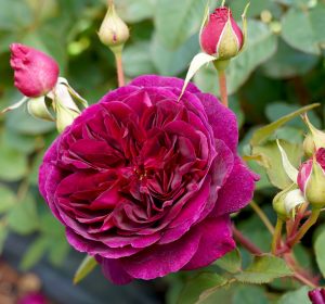 A Rose 'Fisherman's Friend' Bush Form is blooming in a garden. ruffly fluffy ruffles purple burgundy english shrub rose david austin