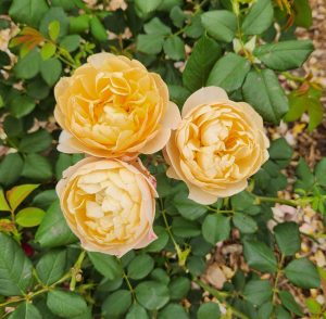 modern shrub rose old english rose david austin rose three fluffy ruffled yellow roses Roald Dahl rose