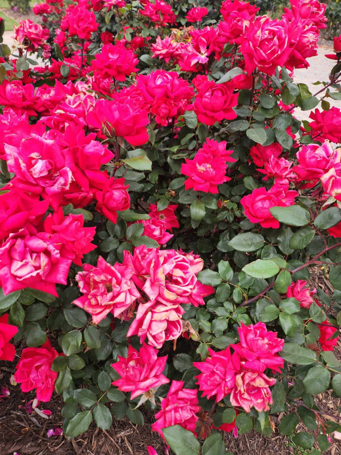 Rose Double Knockout® 2ft Standard Hello Hello Plants 