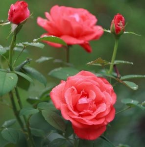 pretty roses growing in a garden with double salmon pink blooms Salmon sensation climbing rose