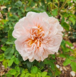 A pink Rose 'The Lady Gardener' Bush Form in a garden with green leaves.