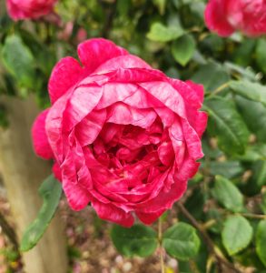 Rosa david austin english shrub rose Benjamin Britten single rose with hot pink and red shades
