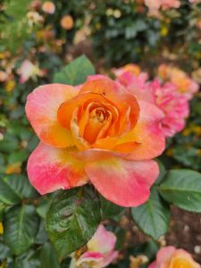 An orange and pink multicoloured Rose 'Daybreaker' Bush Form blooms in a garden. medium fragrance