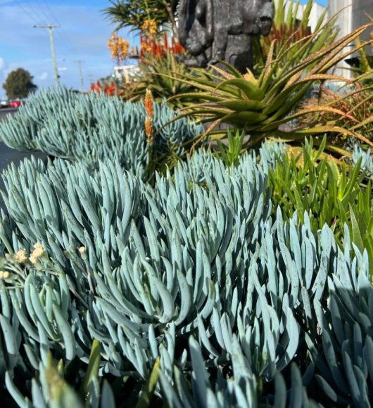 Close-up of a variety of succulents and plants, with a focus on the blue-green foliage of Senecio 'Blue Chalk Sticks' 6" Pot (Bulk Buy of 48) in the foreground. A stone sculpture and more plants, including Senecio, are visible in the background. Sunny day with a clear sky—ideal for planning your next bulk buy.