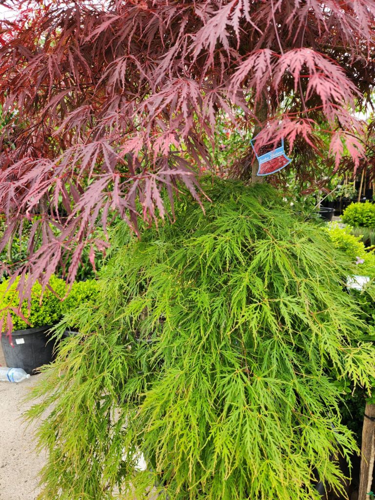 Acer Inaba Shidare X Viridis Double Grafted Japanese Maple 155l Hello Hello Plants 