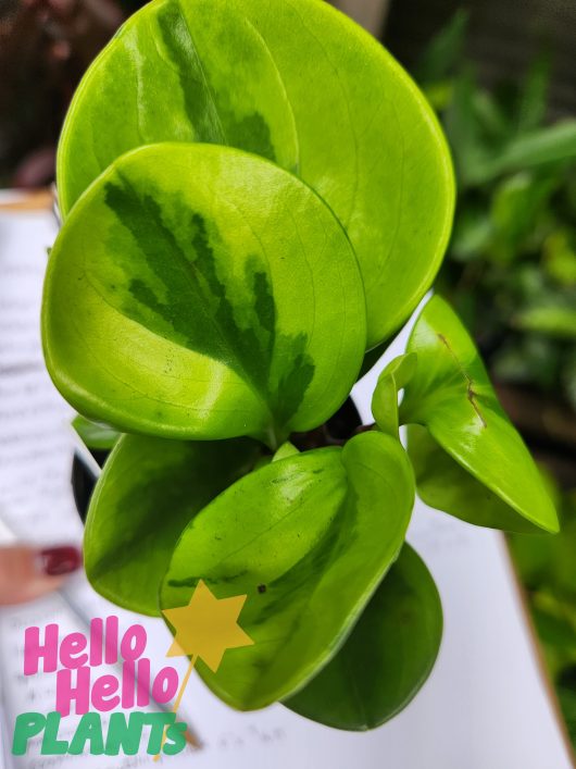 A Peperomia 'Lemon Lime' 3" Pot with the words hello plants on it.