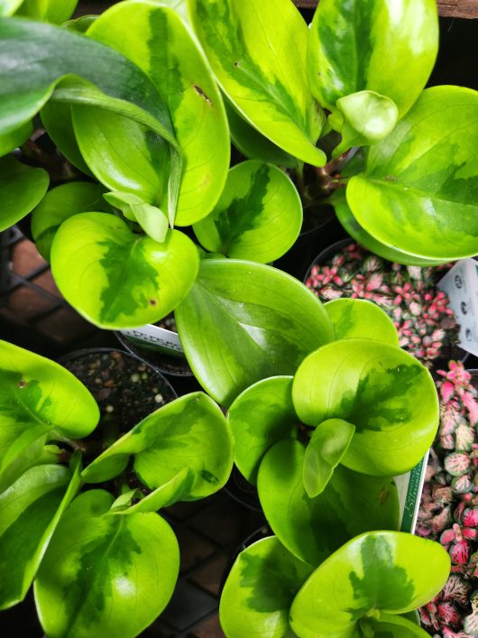 peperomia obtusifolia lemon lime baby rubber plant foliage green glossy leaves indoor plant