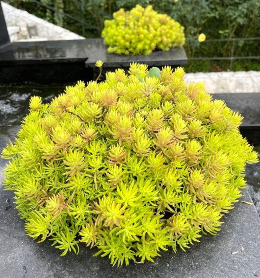 Close-up of a dense, green Sedum 'Gold Fairy Cushion' succulent with small, pointed leaves, placed on a dark gray surface. Another Sedum 'Gold Fairy Cushion' plant is visible in the background.