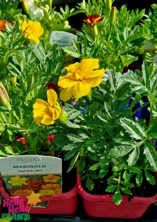 Yellow marigold flowers with green leaves sit in 4" pots labeled as Tagetes 'Safari Mix' Marigold at a bustling plant nursery, bringing vibrant sunshine to any garden or patio.