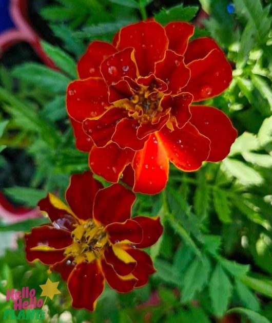 Two vibrant red Tagetes 'Safari Mix' marigold flowers with raindrops on their petals stand out against a backdrop of lush green leaves.