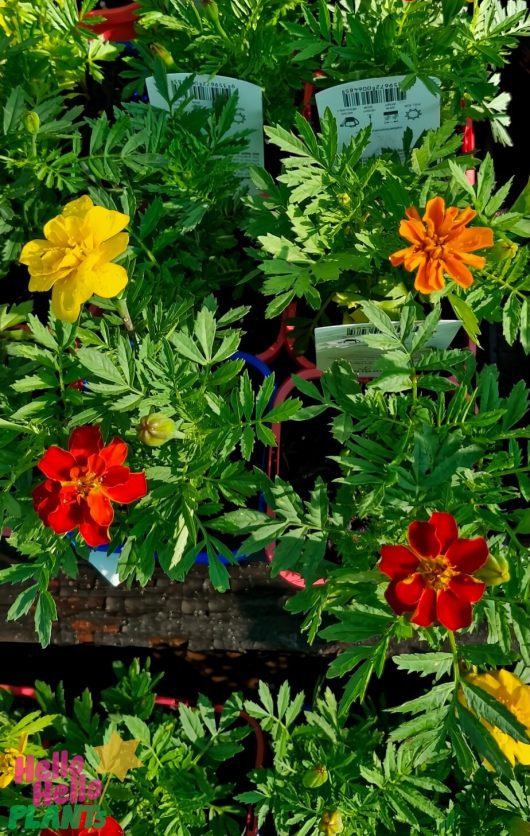 The Tagetes 'Safari Mix' Marigold 4" pots, showcasing vibrant yellow, orange, and red blooms, are on display.