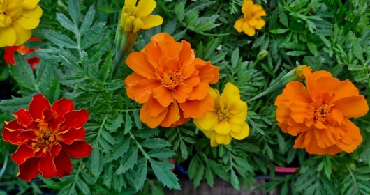 The Tagetes 'Safari Mix' Marigold in a 4" pot features orange, yellow, and red flowers with lush green leaves for a vibrant garden setting.