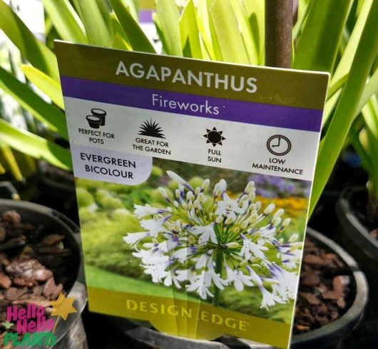 Close-up of the "Agapanthus 'Fireworks' 6" Pot" label. This evergreen bicolour variety is ideal for gardens, thrives in full sun, and requires minimal maintenance.