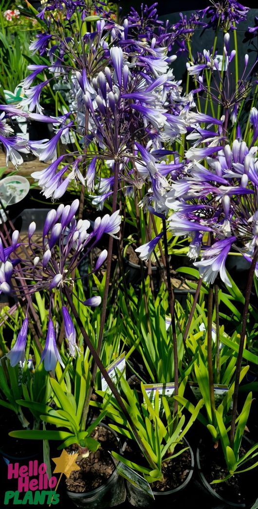 Agapanthus 'Fireworks' in a 6" pot, with tall stems and clusters of small purple and white flowers, creates a fireworks display at the garden center.