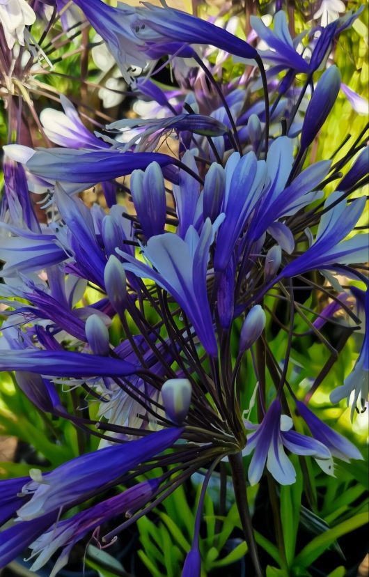 A close-up of Agapanthus 'Fireworks' in a 6" pot showcases purple and white blooms with long, slender petals resembling delicate fireworks against lush green foliage.