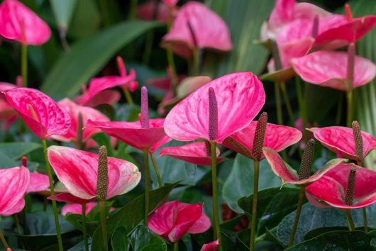 anthurium arisia pink heart shaped flowers with green stems with tropical feel.
