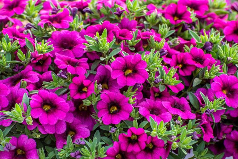 Calibrachoa Aloha® 'Kona Neon' 6