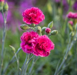Dianthus 'Meteor' Carnations blooming in a garden. hot pink double blooms cottage plant
