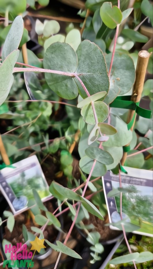 Close-up of pot-grown Eucalyptus 'Argyle Apple Gum' plants, showcasing round green leaves supported by small bamboo stakes. Labels with detailed information about the Argyle Apple variety are visible in the background of the nursery.