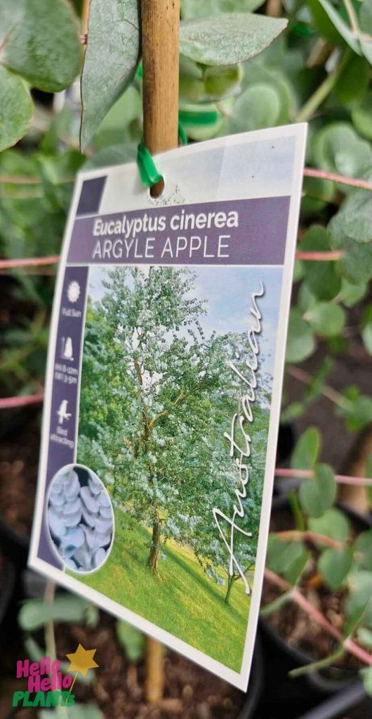 Close-up of a plant label for the Eucalyptus 'Argyle Apple Gum' 8" Pot, featuring a tree image and care instructions. This comprehensive guide helps ensure your plant thrives.