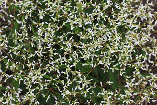 Euphorbia 'Diamond Frost masses of small white flowers with green leaves