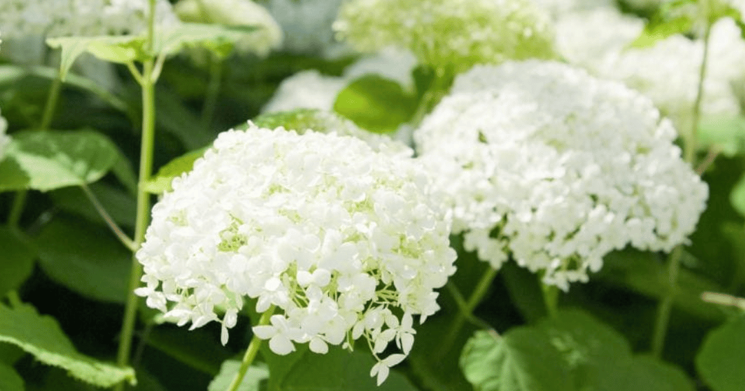 White hydrangea blooming in a garden. Annabelle hydrangea