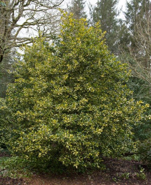 ilex altaclerensis lawsoniana holly english holly shrub advanced large variegated green and yellow leaves