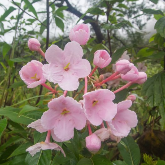 Luculia gratissima rosea Luculia early dawn tropical plant with pale pink flowers