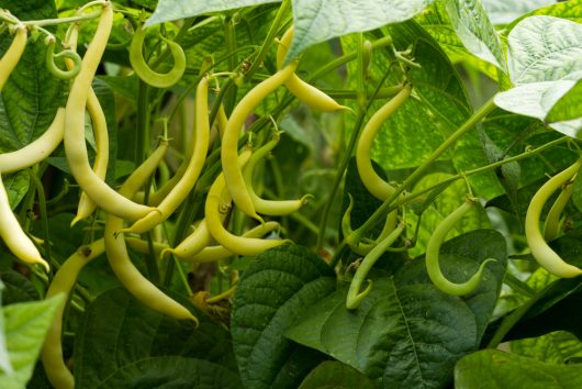 Dwarf butter beans hanging from a plant vine long yelow pods