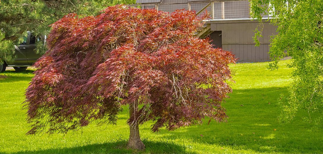 Red Japanese Weeping Maple in Yard