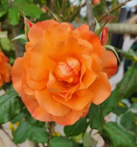 Rose Parkinson's Passion Floribunda Rose bright orange ruffled petals