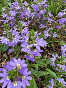 Scaevola aemula Blue Ribbon ground cover with purple mauve blue wedge shaped fan flowers