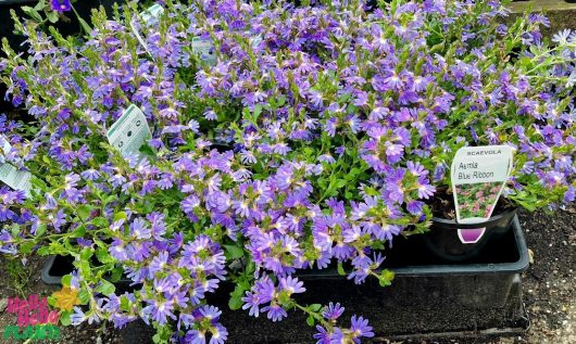 Tray of 6" pots containing Scaevola 'Blue Ribbon' plants, with vibrant purple fan flowers, displayed in a garden center.