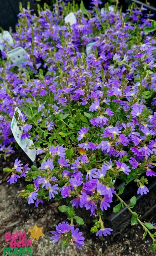 In a garden setting, the charm of purple flowers with green leaves is reminiscent of a 'Blue Ribbon' winner. Among the foliage, plant tags identify the vibrant Scaevola 'Blue Ribbon' thriving in its 6" pot among its companions.