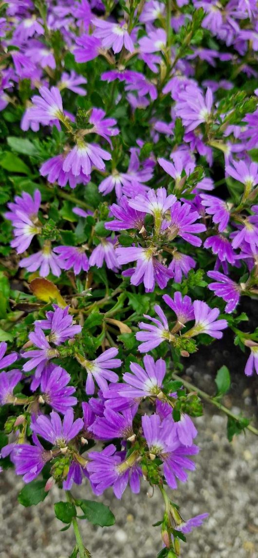 Scaevola 'Blue Ribbon' plants, distinguished by their purple flowers and lush green leaves, are flourishing beautifully, blanketing the ground like a natural work of art.