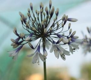 agapanthus orientalis fireworks flower head large sitting on a green stem with purple and white trumpet shaped flowers