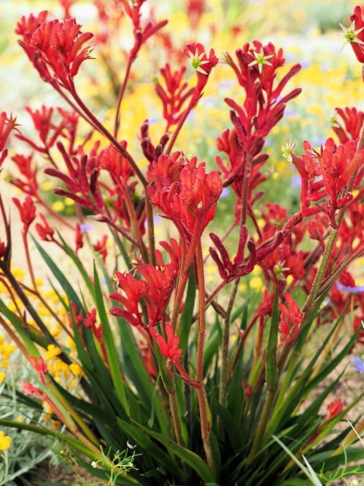 Anigozanthos 'Frosty Red' PBR Kangaroo Paw - Hello Hello Plants