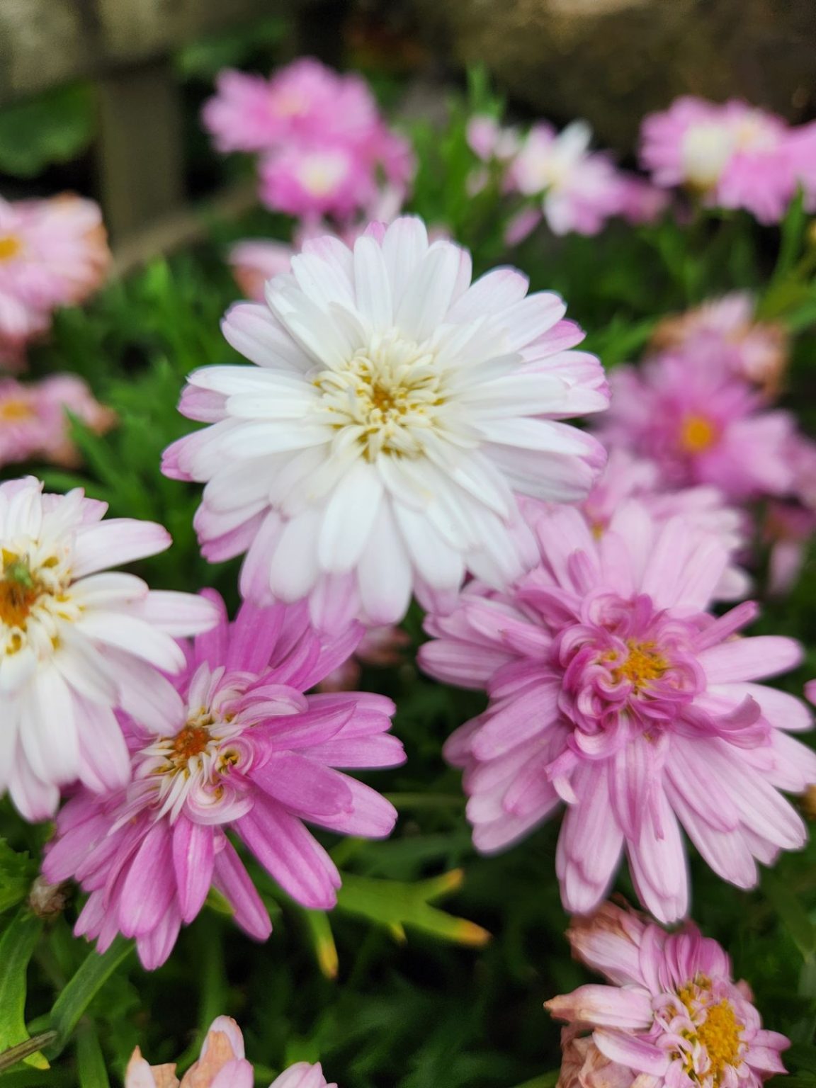 Argyranthemum 'Aramis Pink Eye' Marguerite Daisy 6