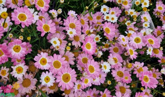 The Argyranthemum 'Angelic™ Giant Pink' Daisy in a 6" pot blooms with vibrant pink petals and sunny yellow centers, set against lush green foliage.