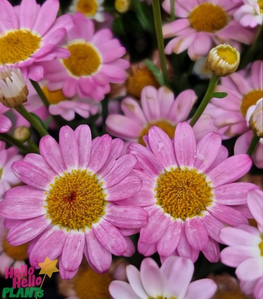 Close-up of vibrant Argyranthemum 'Angelic™ Giant Pink' daisy flowers with yellow centers among green stems and buds, beautifully showcased in a 6" pot.