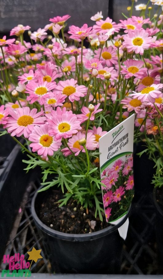 A 6" pot of Argyranthemum 'Angelic™ Giant Pink' Daisy with a plant label, in a sleek black container.