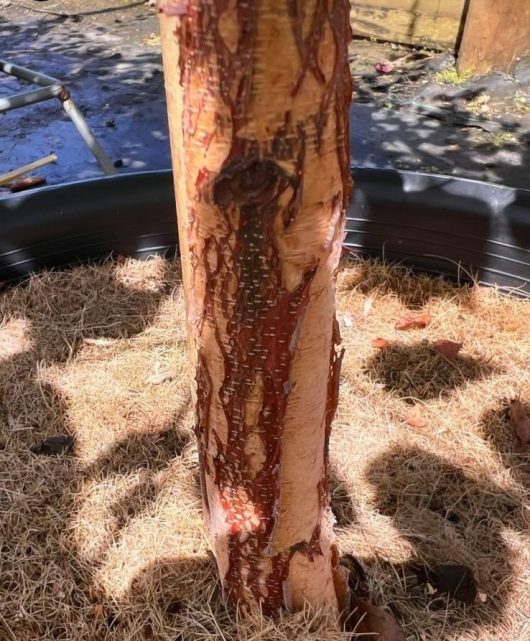 Betula nigra Dura Heat Birch Tree trunk River birch