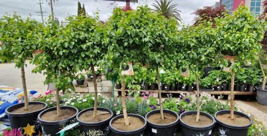 Five potted trees, including a distinguished Betula 'Lollipop' Silver Birch (Standard 1.2m) in a 13" pot, are lined up outside. Each tree sports a small tag and is surrounded by an array of flowering plants and gardening supplies.