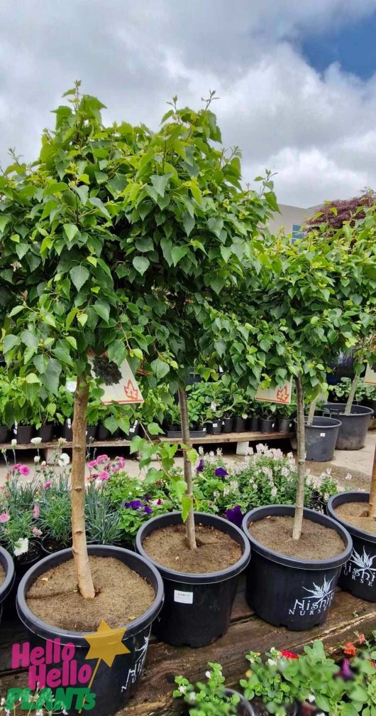 Three Betula 'Lollipop' Silver Birch trees, each standing at 1.2 meters tall in 13" pots with lush green leaves, are displayed in a garden center. Various smaller plants are visible in the background, adding depth to this verdant showcase.