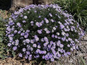 A dense cluster of purple and white daisies in a garden setting, surrounded by mulch, some green foliage, and a vibrant Calathea 'Network' Prayer Plant in a 5" pot thriving nearby.