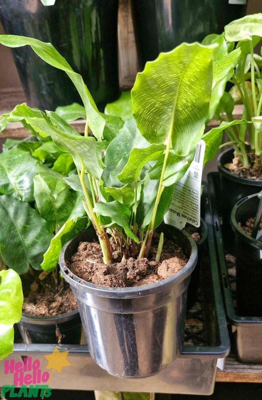 A Calathea 'Network' Prayer Plant thrives with its lush green leaves in a 5" black plastic pot. It sits elegantly on a tray beside similar plants, with labels peeking through the foliage to add an element of mystery to its serene display.