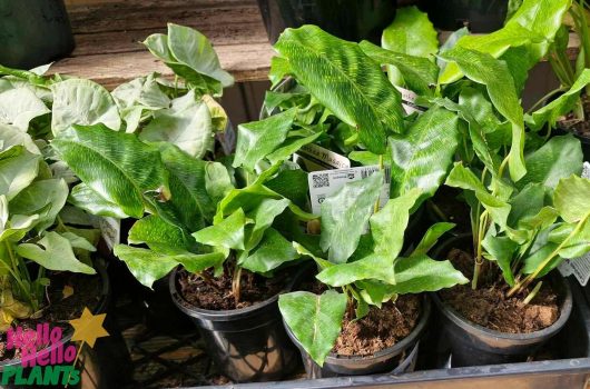 A 5" pot houses a vibrant Calathea 'Network' Prayer Plant, its eye-catching leaves elegantly placed on a wooden shelf.