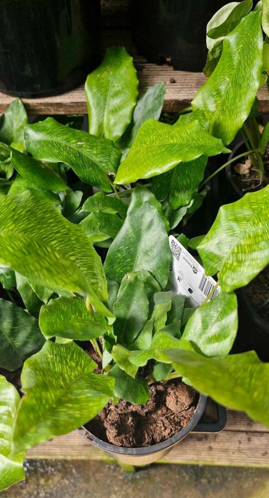 A gracefully potted Calathea 'Network' Prayer Plant in a 5" pot, renowned for its delicate, wavy green leaves, adorns a wooden shelf while its plant tag introduces a charming touch.