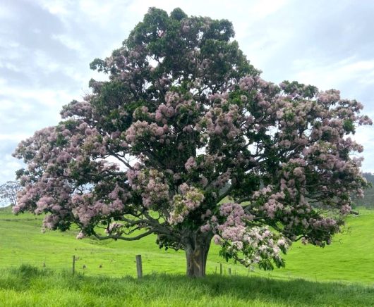 A tree with purple flowers in the middle of a green field. CALODENDRUM CAPENSE CAPE CHESTNUT TREE