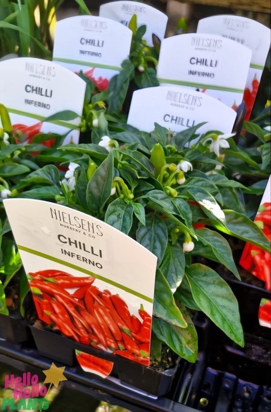 Close-up of Capsicum 'Inferno' Chilli Pepper plants in a garden store, each in a 4" pot, highlighting their glossy green leaves and labels.